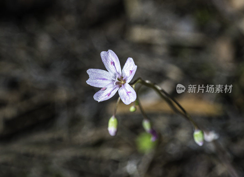 克莱顿草(Claytonia gypsophiloides)，俗称“石膏春美”和“海岸岭克莱顿草”，是芒草科的一种野花。Pepperwood自然保护区;圣罗莎;加州的索诺玛县。Montiaceae。